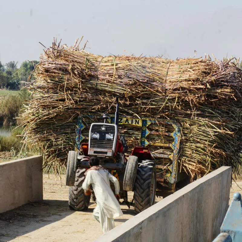 A tractor carrying a tall load of sugarcane